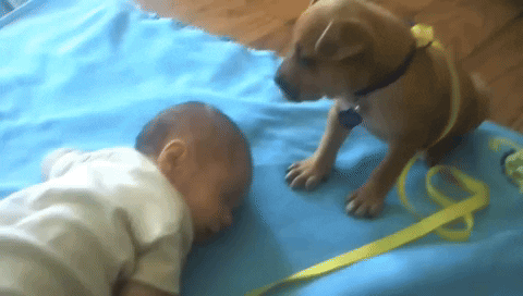 cuteanimalland giphyupload GIF