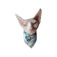 Suspicious Sphinx Cat Sticker by Geekster Pets