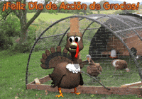 American Football Thanksgiving GIF