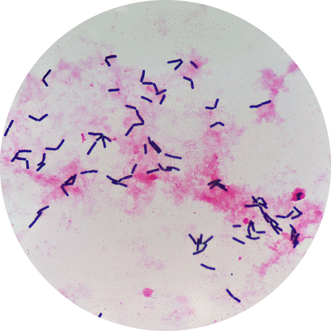 thebrownrecluse blood lab medicine bacteria GIF