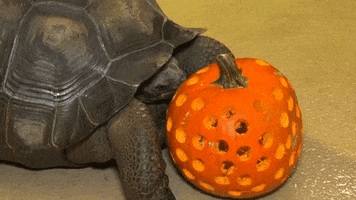 Halloween Eating GIF by Brookfield Zoo