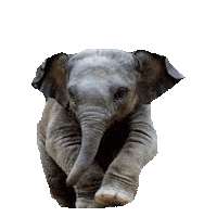 elephant STICKER by imoji