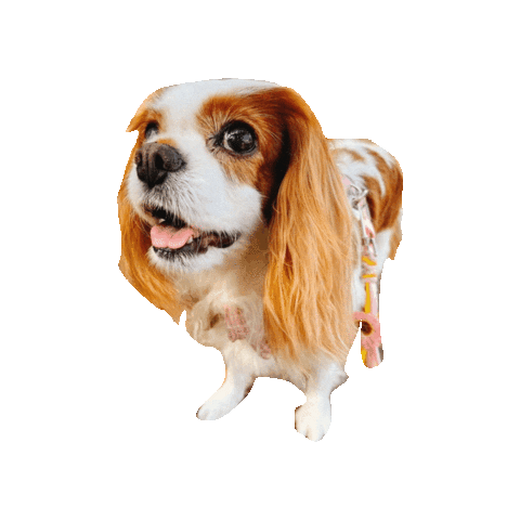 Dogs 犬 Sticker