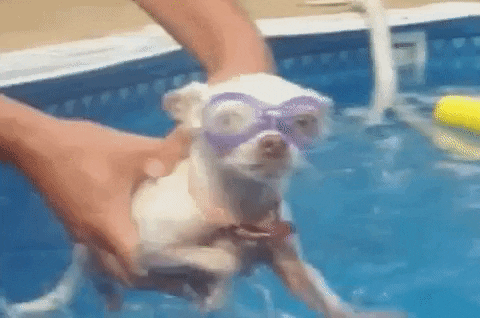 Video gif. Small chihuahua wears swimming goggles over its eyes as a person holds the dog over a pool of water. The dog is barely on the water and it starts moving its legs around like its swimming, splashing water everywhere.
