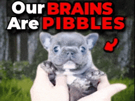 Pibble GIF