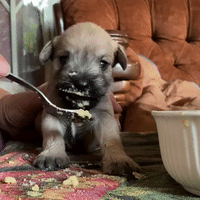 Puppy Tries Food for the First Time