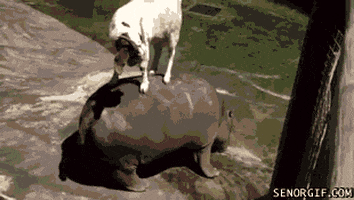 goats GIF by Cheezburger