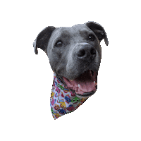 Happy Dog Baby Shark Sticker by Geekster Pets