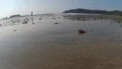 Beach Mar GIF by jorgemariozuleta