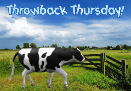 Cows Expressions GIF