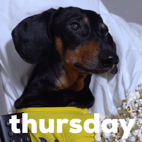 Video gif. A cute black and brown weiner dog lounges on the sofa with popcorn and the TV remote. Text, "Thursday."