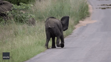 Adorable Baby Elephant Practices Charging Skills
