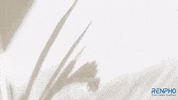 Fitness Health GIF by RENPHO