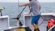 wicked tuna GIF by National Geographic Channel
