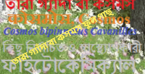 scgarai giphygifmaker GIF