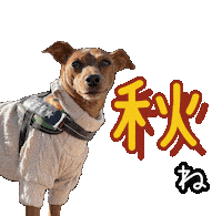 Miniature Pinscher Dog Sticker
