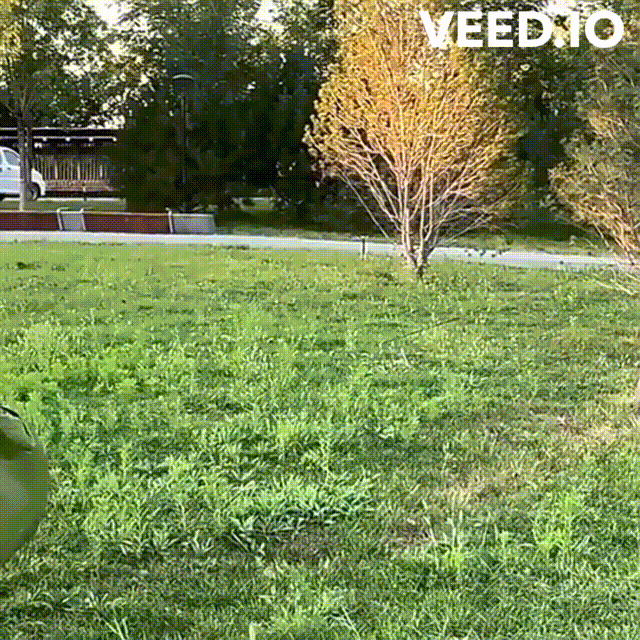 brimbo321 giphyupload GIF