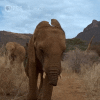 Explore Pbs Nature GIF by Nature on PBS