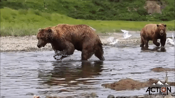 Brown Bears Go Fishing in Alaska