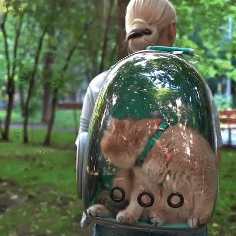 bombtune giphyupload cats backpack GIF