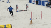 Hustling Espn GIF by American Kennel Club