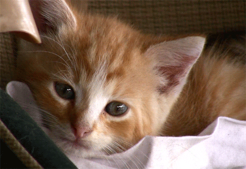 cat kitten GIF by hoppip
