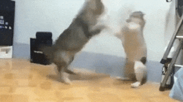 catfight GIF