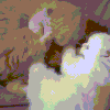 Cat GIF