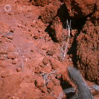 Pbs Nature GIF by Nature on PBS