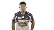 Super Rugby Sticker by BrumbiesRugby