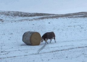 tingtinglu giphyupload GIF