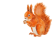 Eichhörnchen Sticker by mogli_de