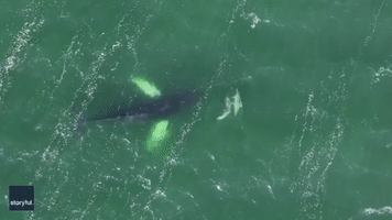 Frisky Dolphins and Humpback Whale Share Moment Off Long Island Coast