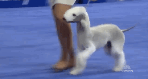 national dog show 2018 GIF by NBC