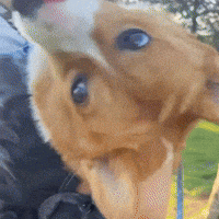 Cute Dog GIF