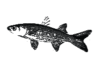 Fish Vero Sticker by Soulvenir