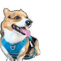 Corgi Milo Sticker
