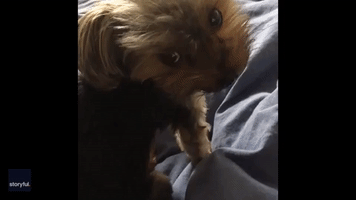 Adorable or Just Plain Weird? Aussie Dog Feeds Irish Kitten
