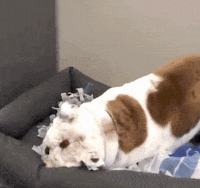 DrakeUGriff mascot drake bulldog iowa GIF