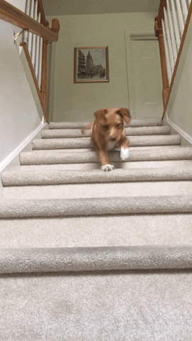 dog stairs GIF