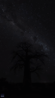 The Bough and the Stars: Milky Way Spotted Over Baobab Tree