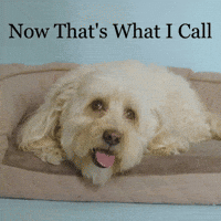 Good Boy