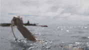 wilson GIF