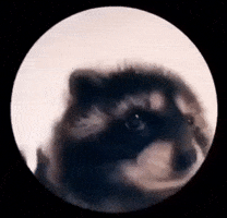 Video gif. A raccoon dances in a circle, waving its arms and shaking its head.