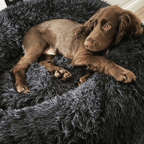 BellaToby giphyupload GIF