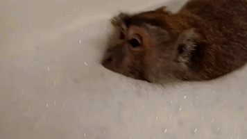 Monkey Enjoys Bubble Bath
