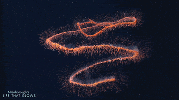 deep sea wildlife GIF by BBC Earth