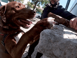 Dog Surf GIF by abana a cauda