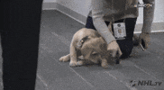 Ice Hockey Dog GIF by NHL