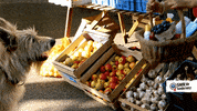 dog shopping GIF by SWR Kindernetz